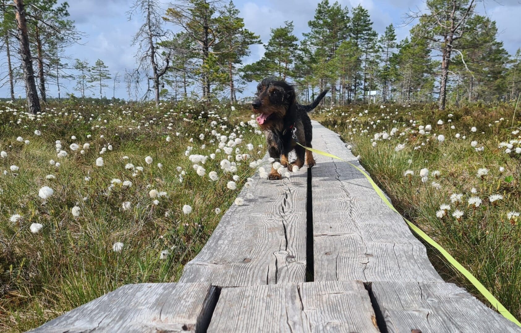 Mäyräkoira juoksee kuvaajaa kohti pitkospuilla suon keskellä. Ympärillä on paljon suovilloja.